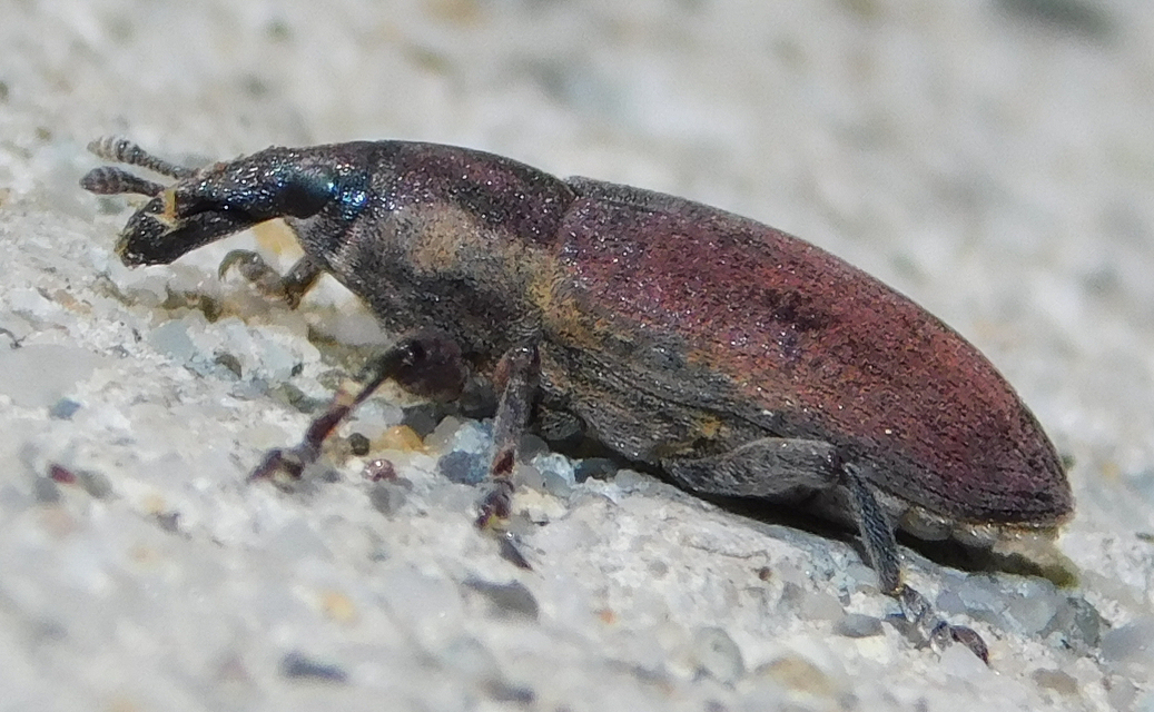 Lixus angustus - rövid dudvabarkó