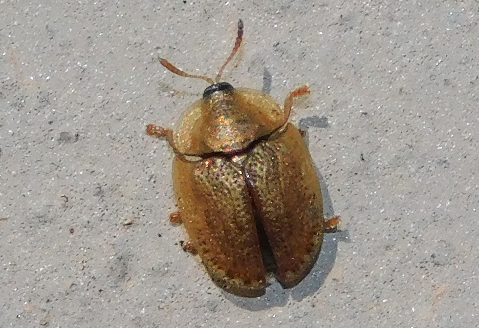 Cassida Cassida