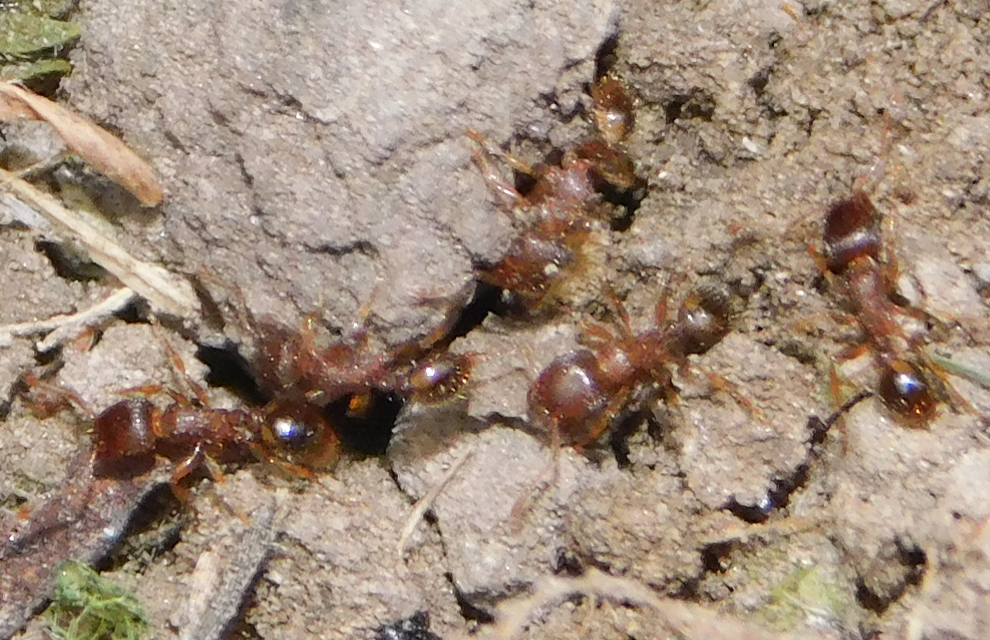 Tetramorium