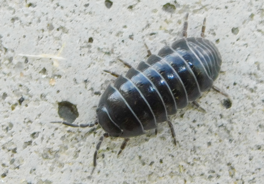 Armadillidium vulgare - szürke gömbászka