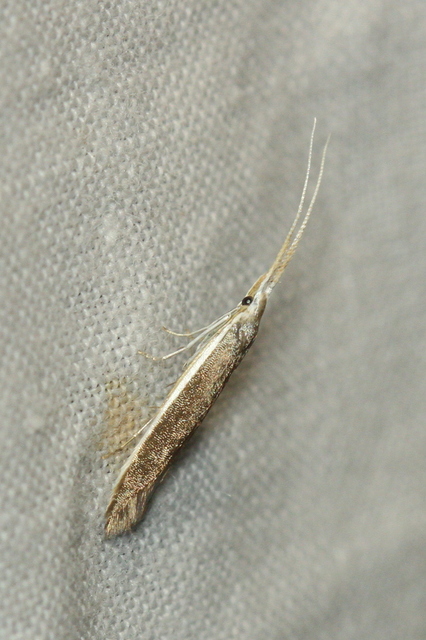 Coleophora