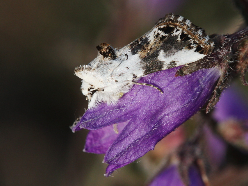 Calophasia opalina - barnafoltú fehérbagoly