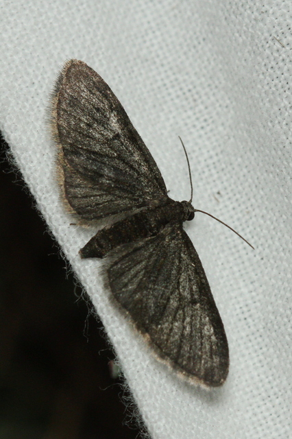 Eupithecia virgaureata - aranyvessző-törpearaszoló