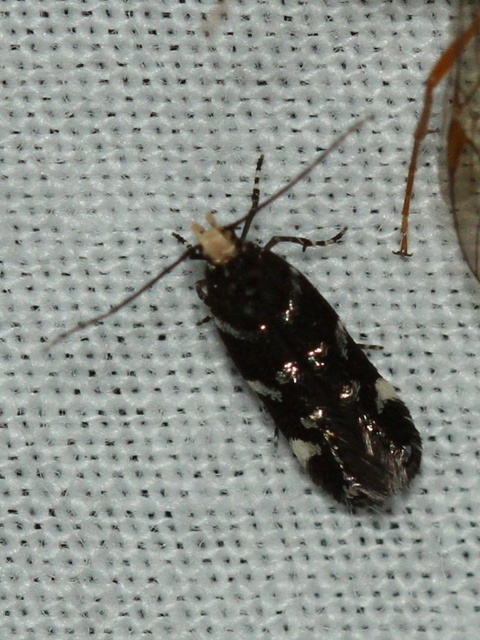 Eteobalea