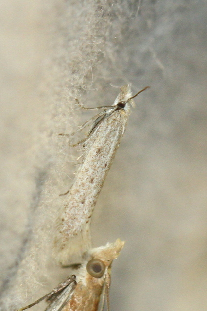 Megacraspedus