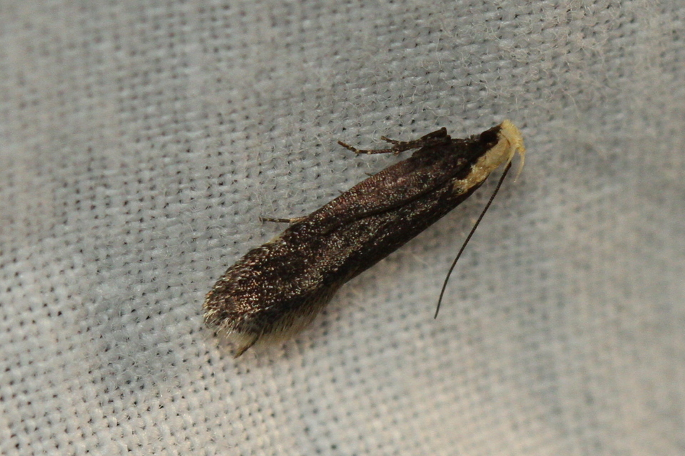 Aroga flavicomella - aranyfejű sarlósmoly