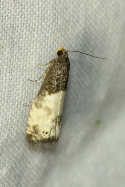 Notocelia cynosbatella - rózsahajtás-tükrösmoly