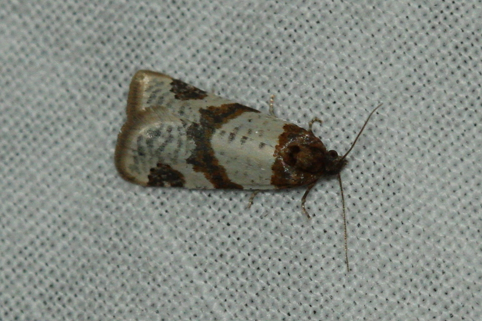Periclepsis cinctana - galériás sodrómoly