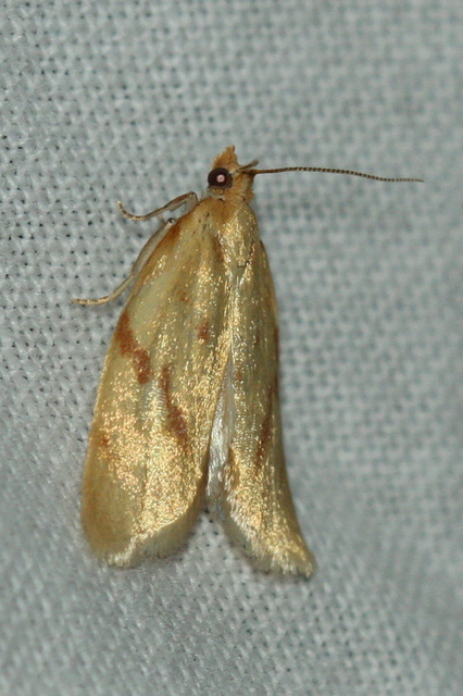 Clepsis pallidana - aranysárga sodrómoly