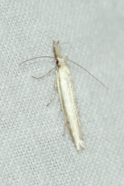 Pleurota