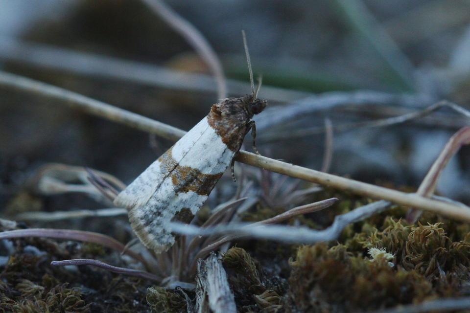 Periclepsis cinctana - galériás sodrómoly