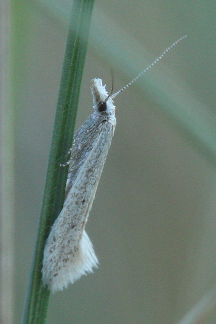 Megacraspedus
