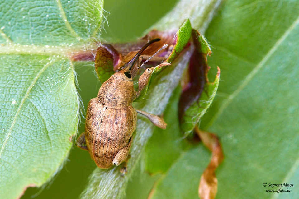 Curculio