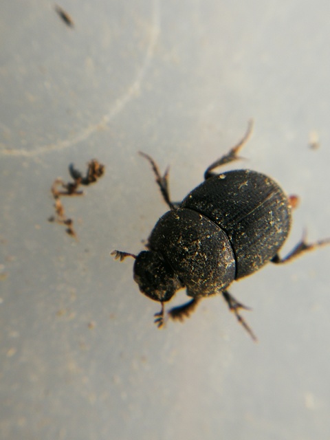 Onthophagus ovatus - apró trágyatúró