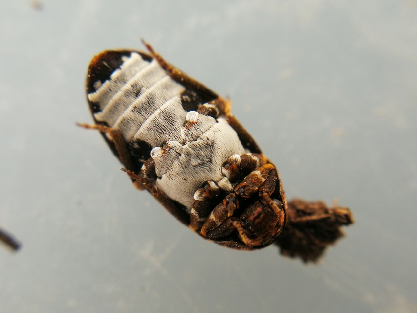 Dermestes undulatus - márványos porva Dermestes undulatus - márványos porva
