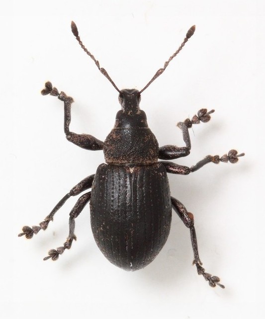 Liophloeus