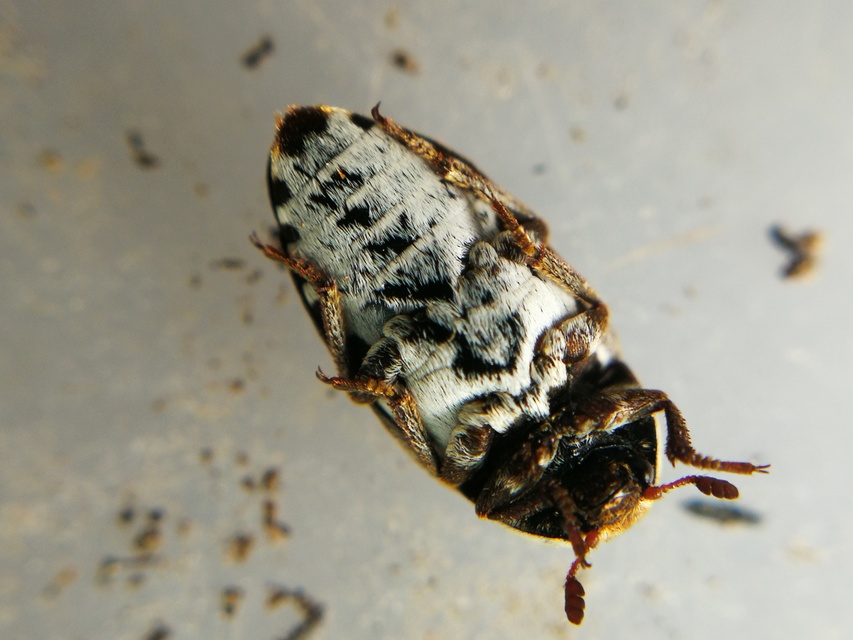 Dermestes frischii - nyakszegélyes porva Dermestes frischii - nyakszegélyes porva