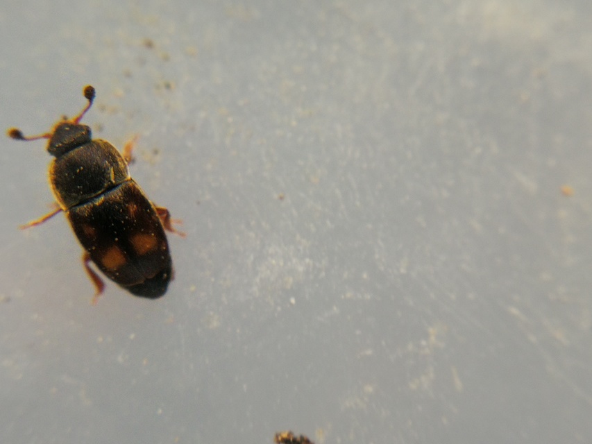 Nitidula carnaria - húsevő dögészfénybogár