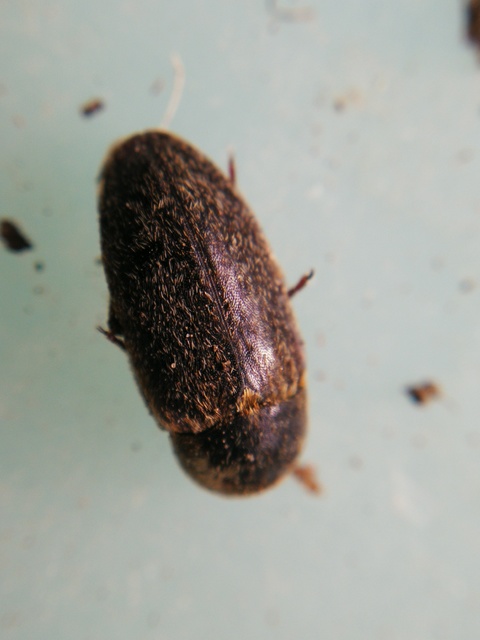 Dermestes frischii - nyakszegélyes porva Dermestes frischii - nyakszegélyes porva