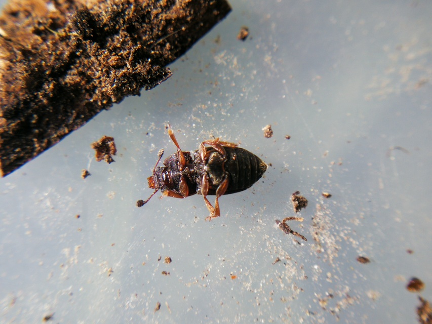 Nitidula rufipes - vöröslábú dögészfénybogár