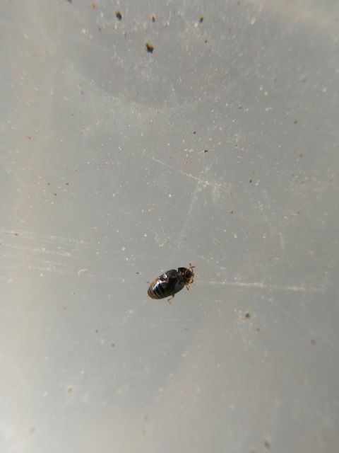 Corylophidae - pontbogárfélék Corylophidae - pontbogárfélék