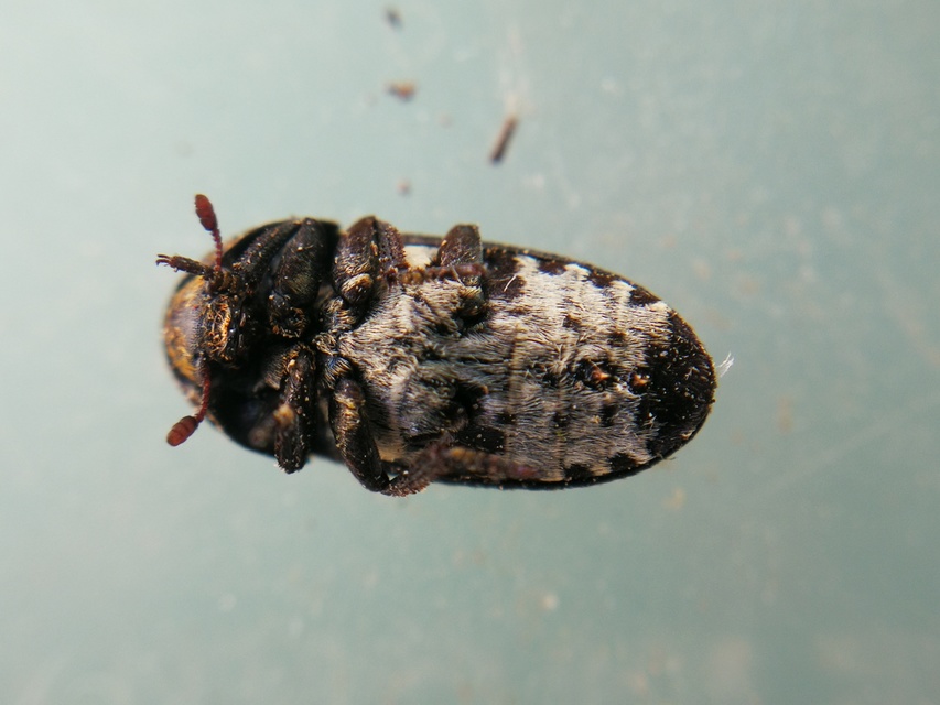 Dermestes laniarius - gyászos porva