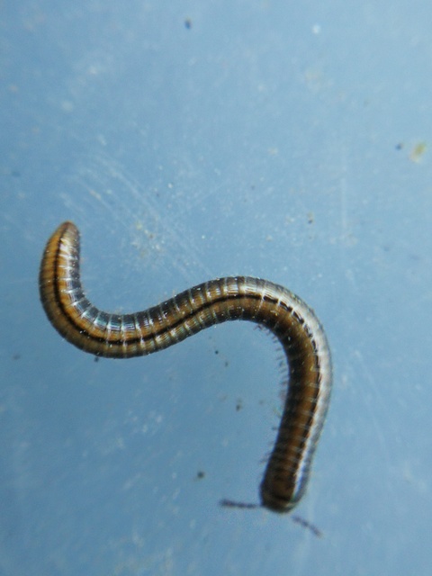 Diplopoda - Ikerszelvényesek
