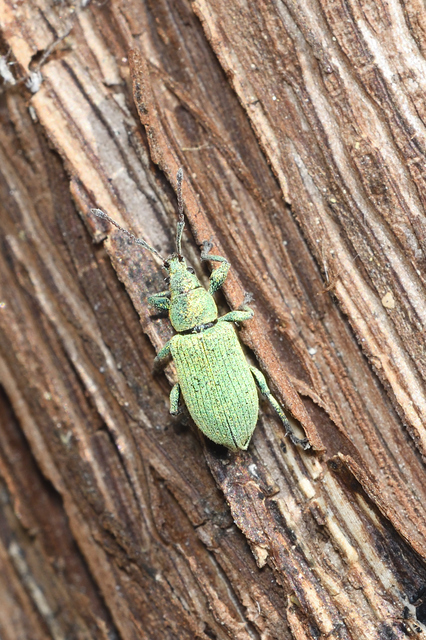 Phyllobius maculicornis - galagonya-levélormányos