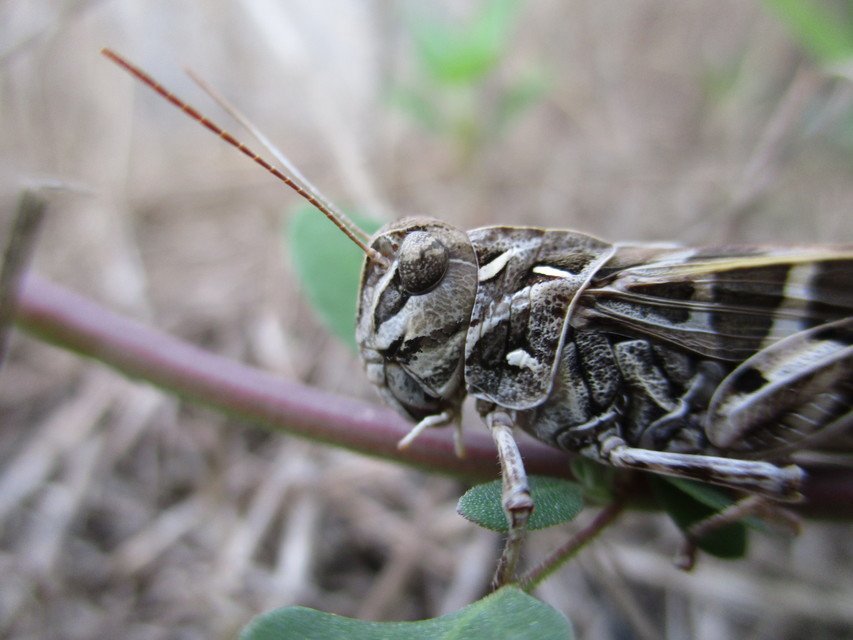 Oedaleus decorus - szalagos sáska