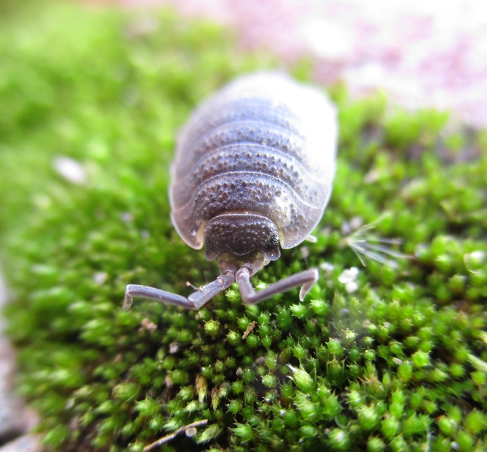 Porcellio scaber - érdes pinceászka