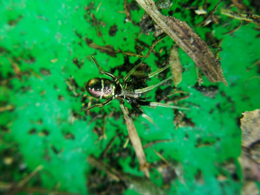 Micaria pulicaria - ékes fémpók
