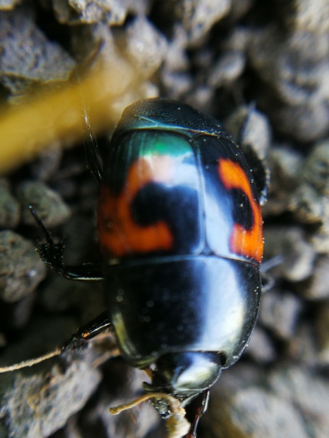 Hister quadrimaculatus - közönséges sutabogár