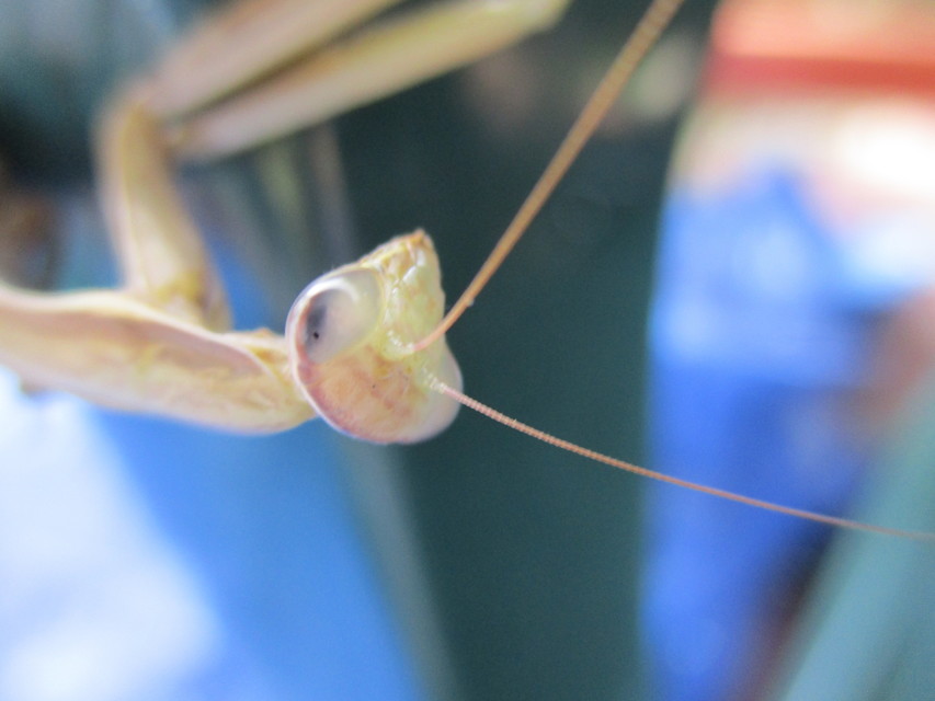 Mantis religiosa - imádkozósáska