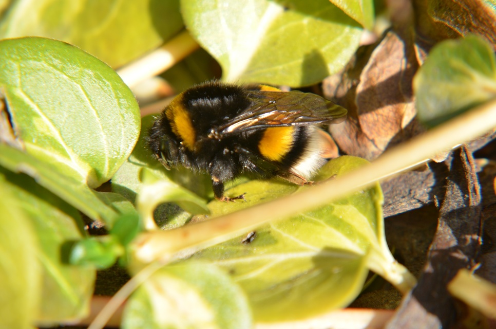 Bombus terrestris/lucorum