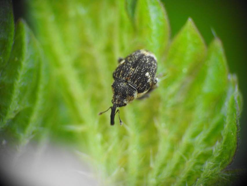 Nedyus quadrimaculatus - közönséges csalánormányos