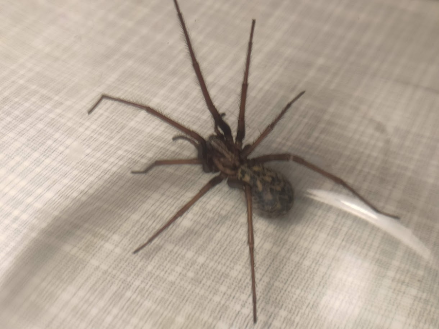 Eratigena atrica - nagy zugpók