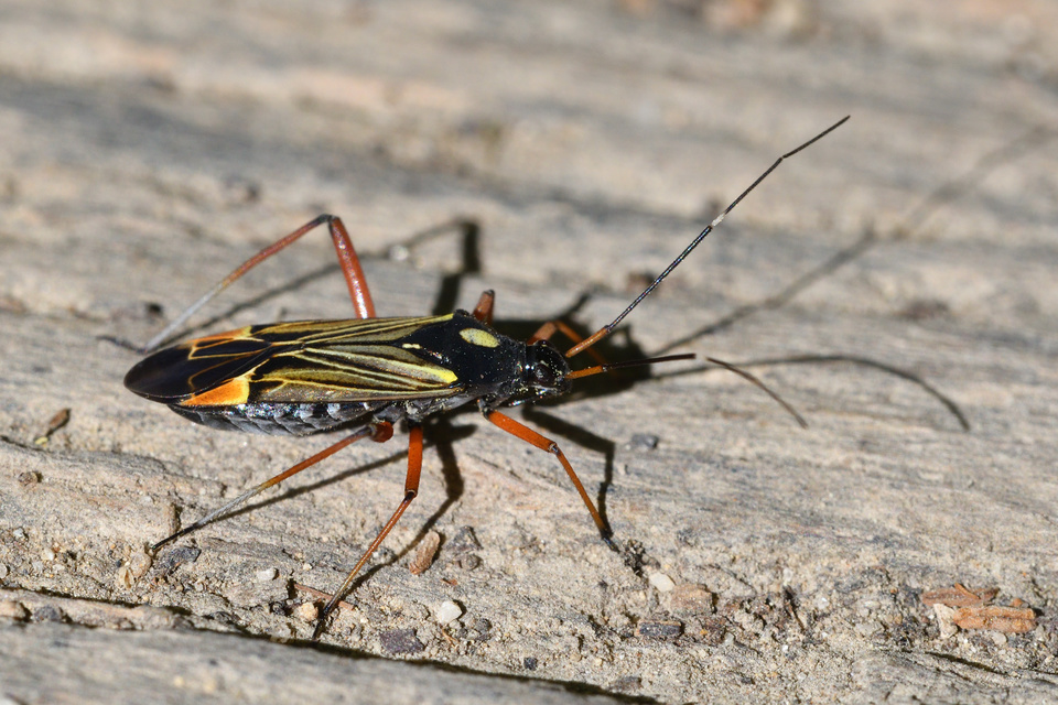 Miris striatus - sávos mezeipoloska