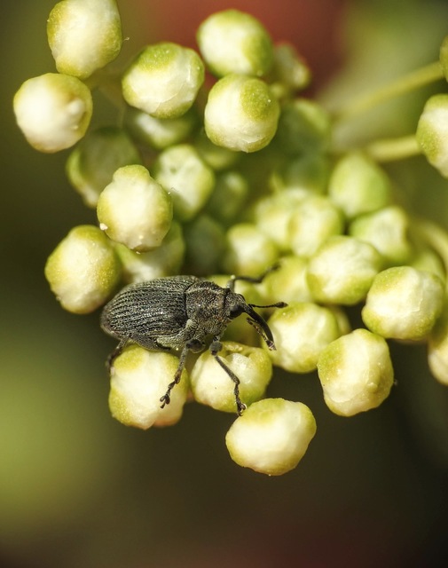 Ceutorhynchus obstrictus - repcebecő-ceutormányos