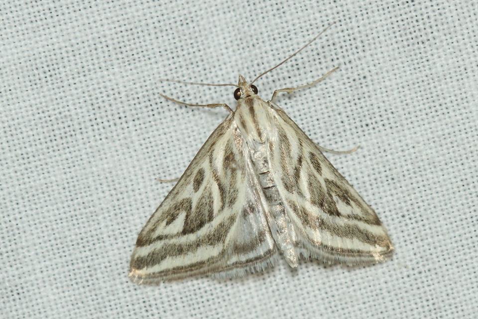 Loxostege aeruginalis - cifra tűzmoly