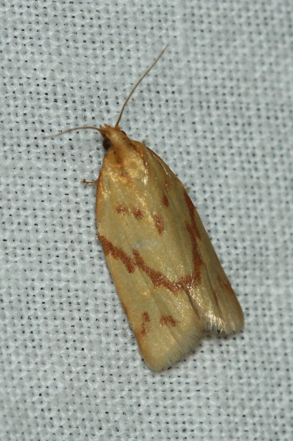 Clepsis pallidana - aranysárga sodrómoly