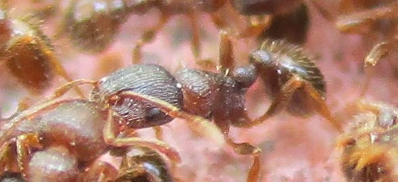 Tetramorium