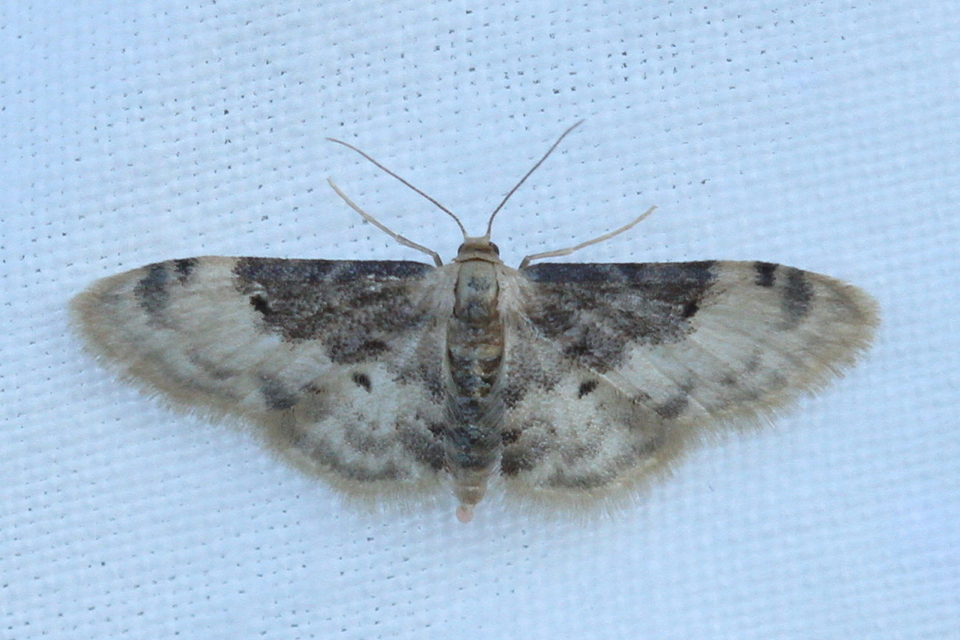 Idaea filicata - sötéttövű apróaraszoló