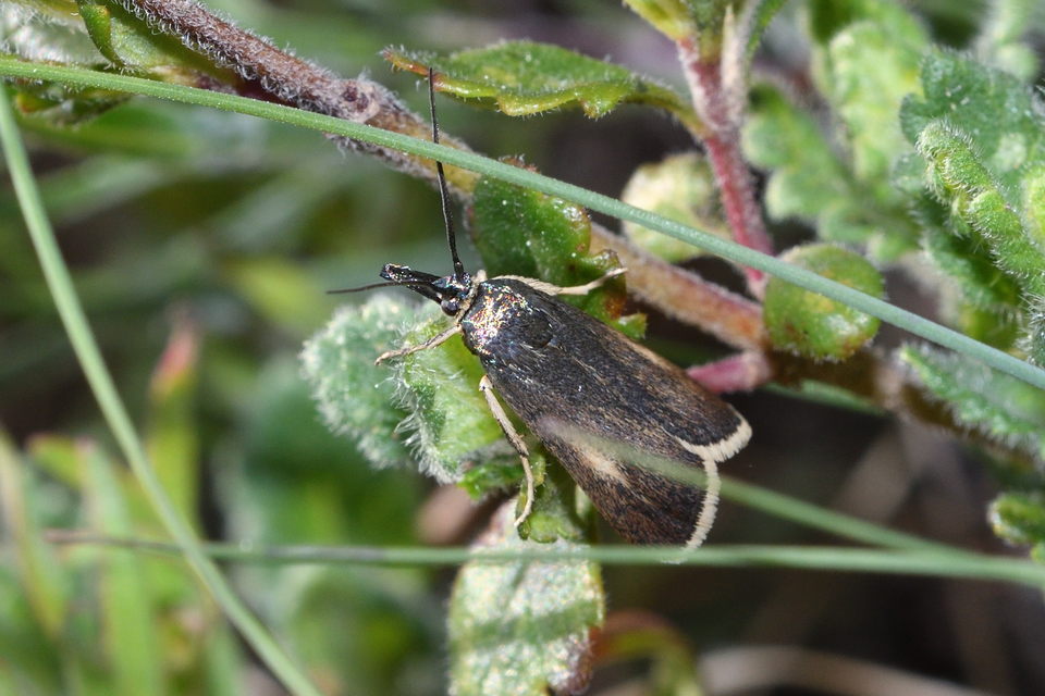 Hypochalcia decorella - barna karcsúmoly