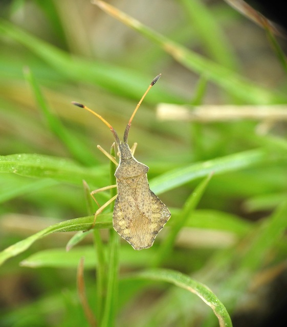 Syromastus rhombeus - vitorlás karimáspoloska