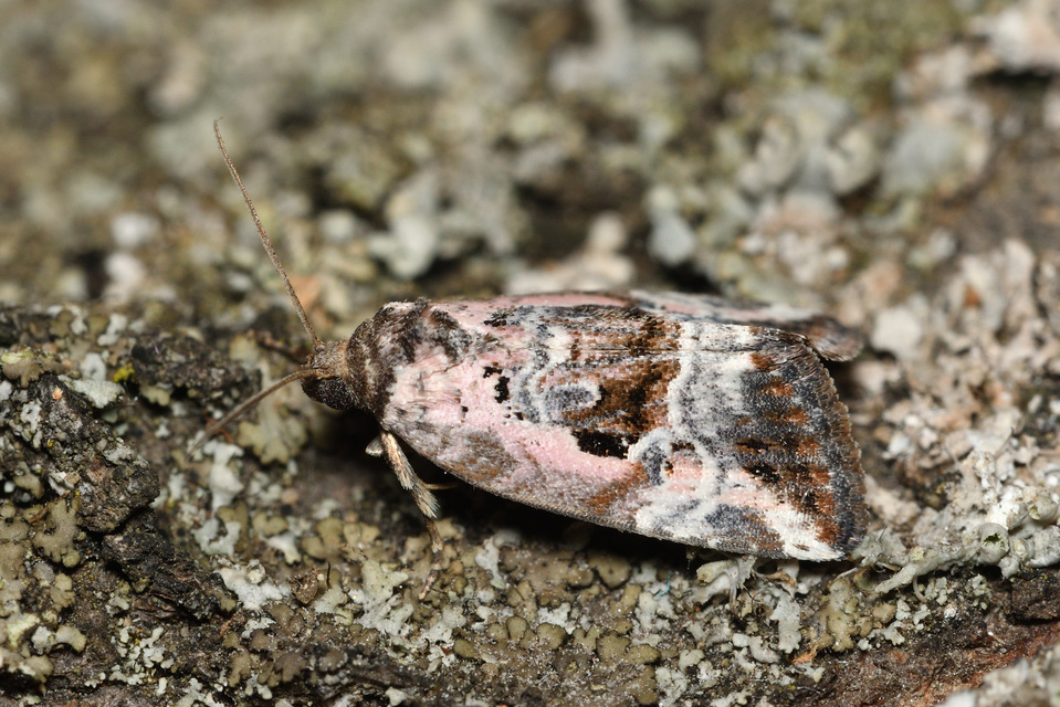 Hapalotis venustula - rózsaszínű mázasbagoly