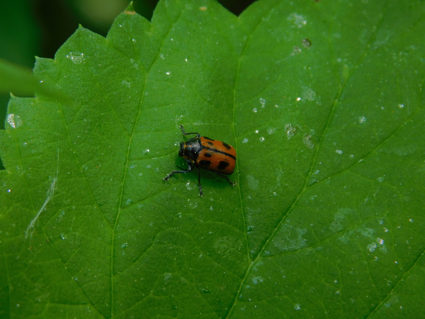 Cryptocephalus sexpunctatus - hatfoltos zömökbogár Cryptocephalus sexpunctatus - hatfoltos zömökbogár