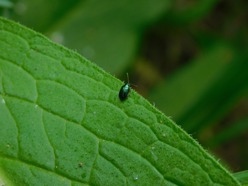 Crepidodera