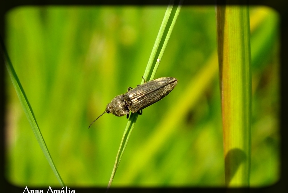 Cidnopus pilosus - szőrös pattanó