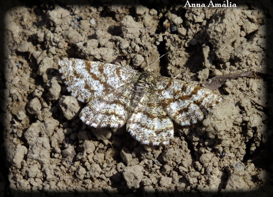 Ematurga atomaria - barna rétiaraszoló