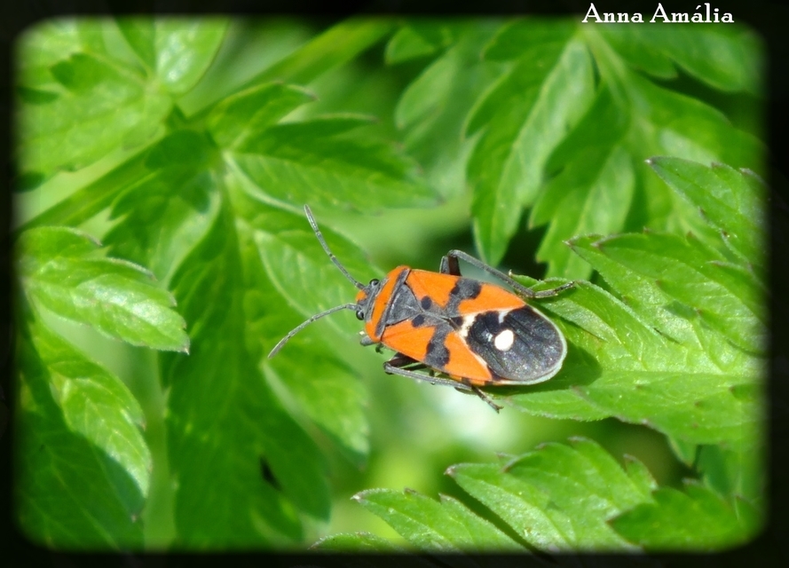 Lygaeus equestris/simulans